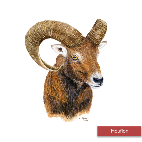 Kateleen Vrijdags Wildlife artist schilderij Mouflon